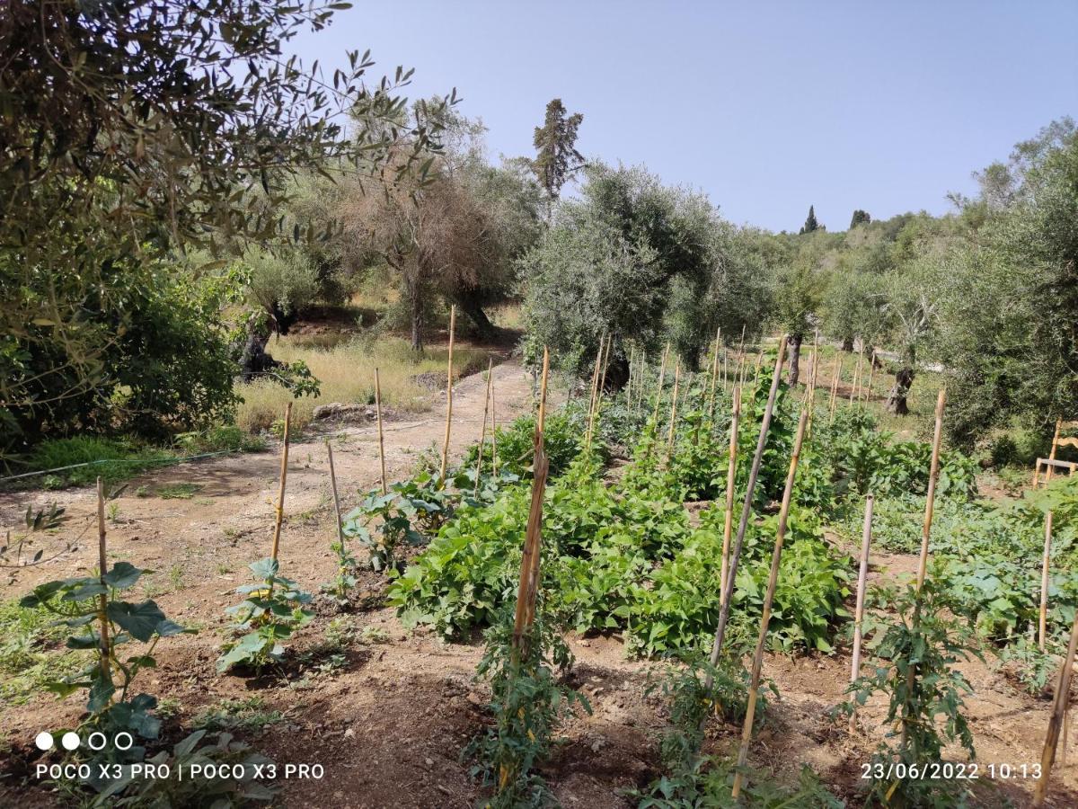 Corfu Oasis Studio Neochorakion Extérieur photo